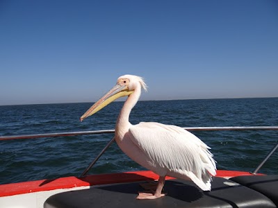 Photos of Mola Mola Safaris