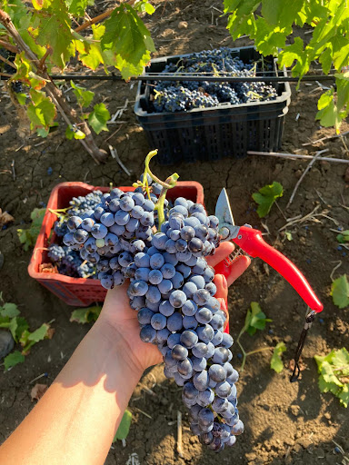 Valdibella Cooperativa Agricola - Thumbnail