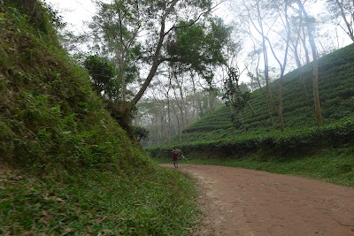 Photos of Noor Jahan Tea Garden