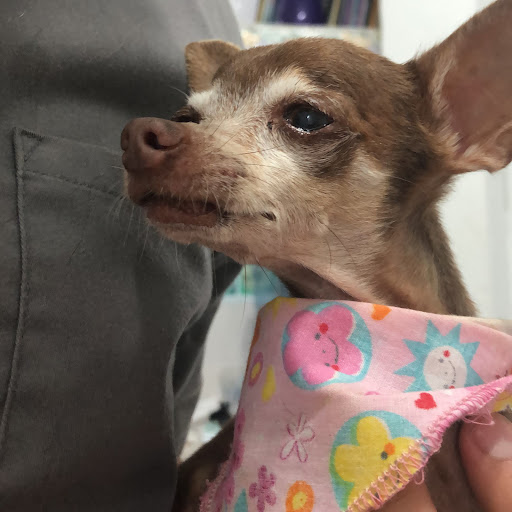 Prevet - Casa Veterinaria - Thumbnail