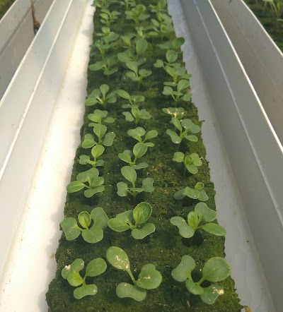 Photos of Sunan Hydrofarm