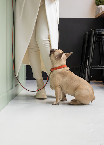 Les deux chiens - Thumbnail