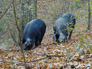 Photo n°3 de Elevage GRAU - Porc Noir de Bigorre AOP - OUVERT sur RDV (tous les jours) à Mongausy (Ferme porcine)