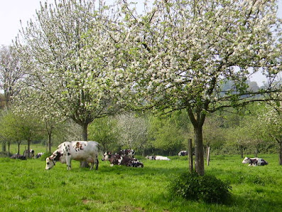 LA TEURGOULE DE CAMBREMER Lieu-dit Ferme Des Mondeaux, 14340 Cambremer, France