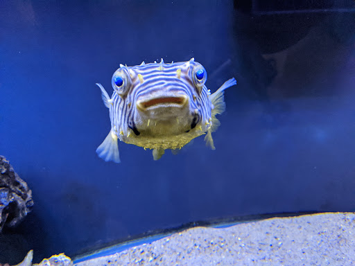 Glen Echo Park Aquarium Gallery - United States