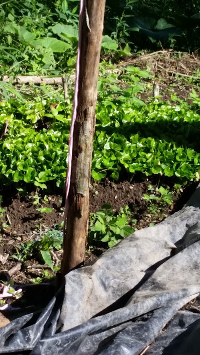 Photos of Finca Las Guamas