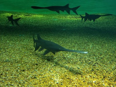 Medicine Park Aquarium and Natural Sciences Center