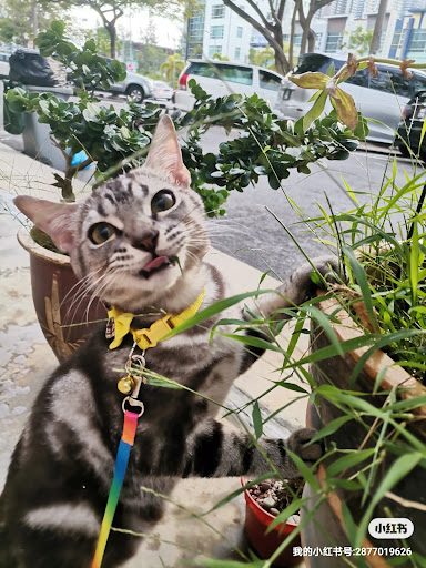 猫馆•猫神社（C.A.T Fans Shop）
