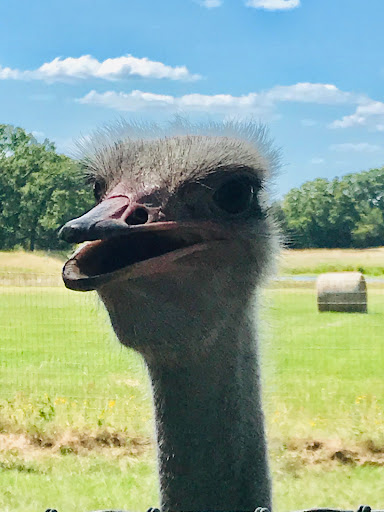 Happy Acres Ostrich Ranch - Thumbnail