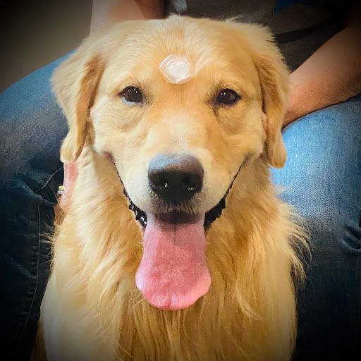 Revitalizing Pet Care