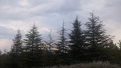 park
