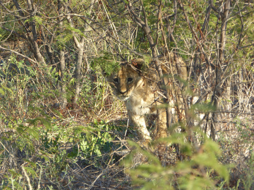 Botswana Trek LLC - Thumbnail