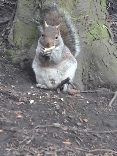 Squirrel force headquarters - Visual