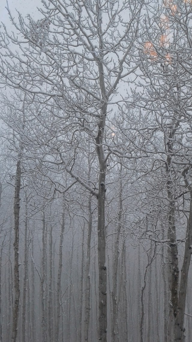 Allie's Cabin
