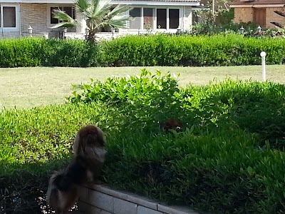 Photos of قرية اصيله المصيفيه