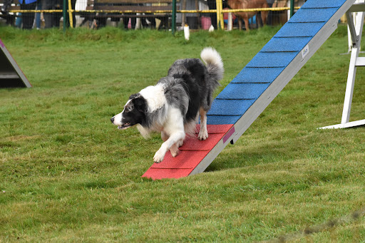 Club Canin de l'Iroise