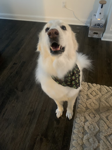 Pet Clips - Visual