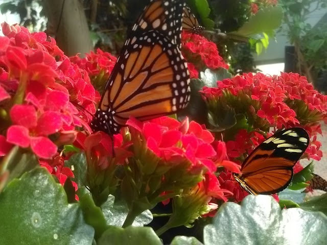 Jardins des Papillons