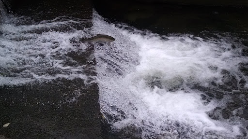 Fairview Fish Cultural Station - Thumbnail