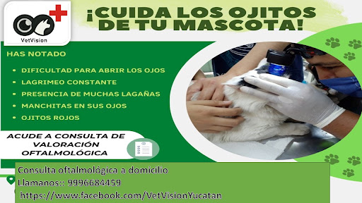 Vet Vision Veterinario a domiclio