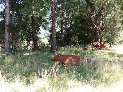 Photos of Camping Los Canelos Pucon, Sector Carhuello