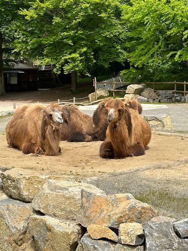 Spielplatz im Zoo Osnabrück Gallery - Germany