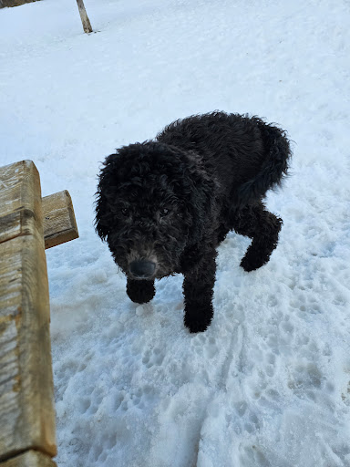 Azilda Dog Park Gallery - Canada