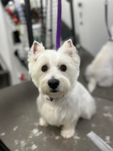 Paws Mobile Salon - Thumbnail