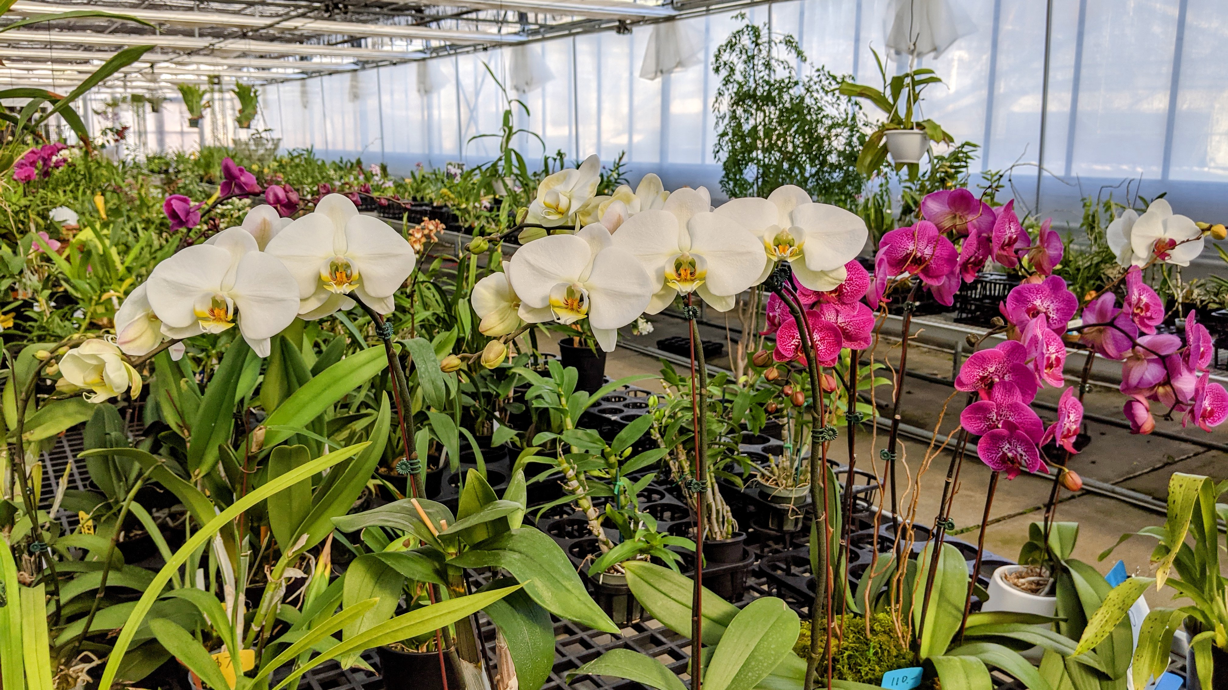 White Plains Orchids, Orchid Farm and Shop