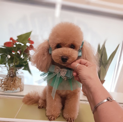 Toelettatura Gli Amici di Argo