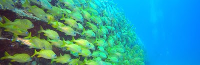 Photos of SeaPro Divers Puerto Plata