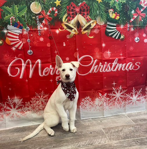 Tailored Pups Dog Grooming - Thumbnail