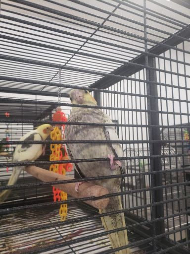 The Parrots Nest Of Maryland