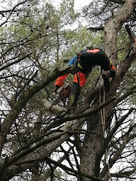 Photo n°15 de Oc'élagage à Caux-et-Sauzens (Service d'élagage)