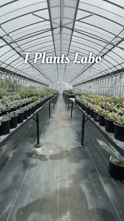 T Plants Labo