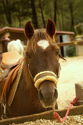Photo n°4 de PADDOCK PARADIS à Le Revest-les-Eaux (Centre équestre)