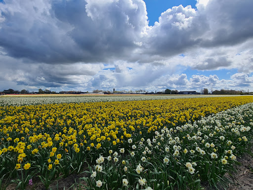 De Groene Bollenschuur - Thumbnail