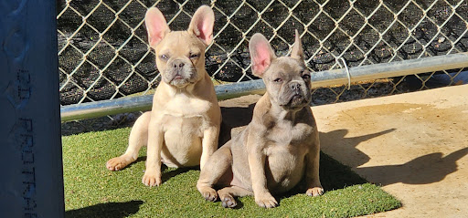 One of a Kind Bulldogs Inc. - Thumbnail