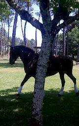 Photo n°1 de Marion Surgeon Equitation à Pujols-sur-Ciron (Centre équestre)
