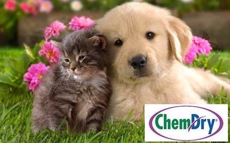 Red River Chem-Dry - Thumbnail