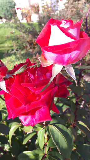 Edith Gay Park - Thumbnail