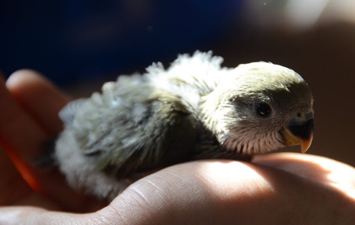 Animalerie Cartierville Pet Store