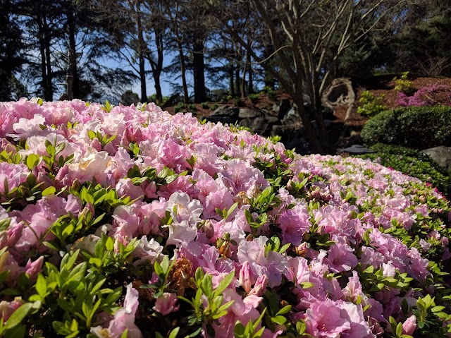 Auburn Botanic Gardens