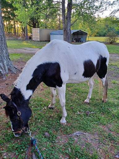 Myrtle Beach Equine Clinic Gallery - United States