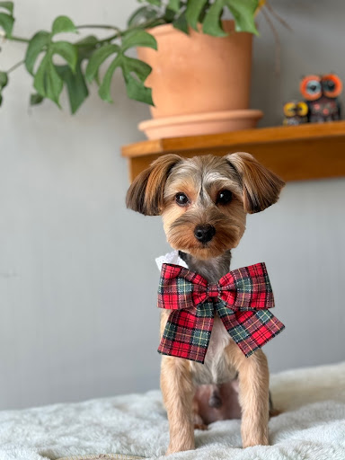 Mong Mong Pet Salon & Spa - Thumbnail