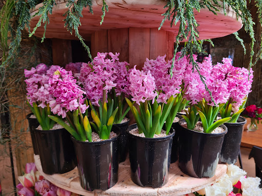 Wynyard Tulip Festival Gallery - Australia