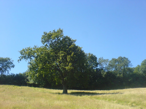 Hook Farm Campsite - Thumbnail