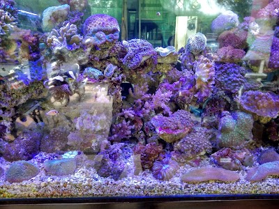 Photos of Aquarium Sea Palaces