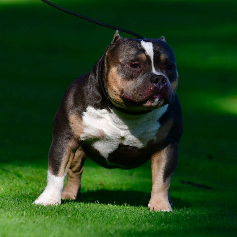 HOW MUCH DOES AN AMERICAN BULLY COST?, by BULLY KING Magazine, BULLY KING  Magazine