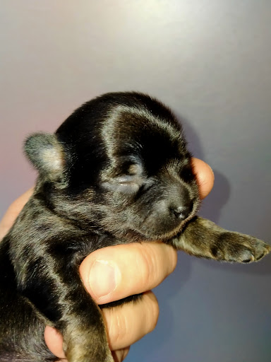 Les Chouchous De Delphine, Elevage famillial de chihuahua Gallery - France